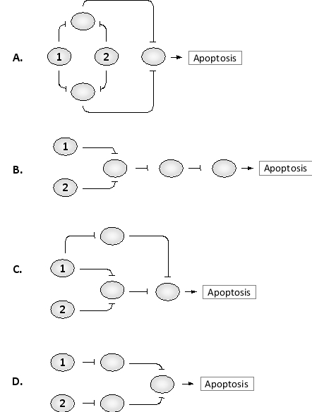 Some signaling pathways in the cell are chiefly based on inhibition rather than activation. For example, proteins that initiate programmed cell death by apoptosis are inhibited by anti-apoptotic proteins, which can in turn be inhibited by a group of pro-apoptotic proteins, and so on. Consider the following networks of inhibitory interactions, in which each protein is inactive if at least one of its inhibitors is active. In which pathway is the activation of either upstream protein (1 or 2) sufficient to inhibit apoptosis?