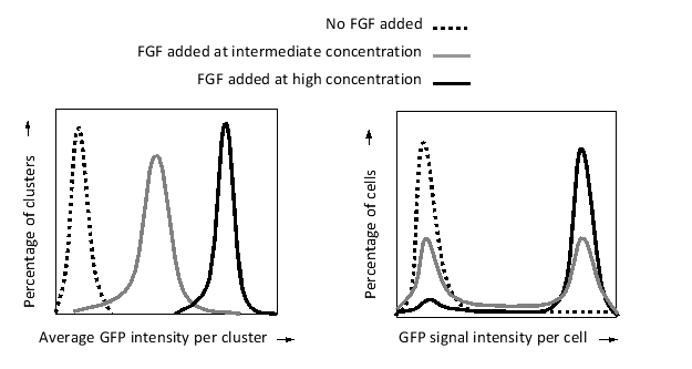 You grow a tumor-derived cell line in a suspension culture, in which the cells are seen either as single cells or in cell clusters. The cells have been engineered to express green fluorescent protein (GFP) under the control of the mitogen-activated protein kinase (MAP kinase) pathway. To your culture media, you add different concentrations of fibroblast growth factor (FGF)-which is known to activate the MAP kinase pathway in these cells-and briefly incubate the cells before harvesting them. You also collect, under a microscope, hundreds of individual cell clusters from each suspension. You then disaggregate the cells in all of your samples and use a FACS (fluorescence-activated cell sorting) machine to measure the GFP signal intensity in individual cells. Finally, you plot the results as histograms, as shown below. According to these results, which of the following schematic drawings better represents the expression of GFP (a proxy for MAP kinase activation) in the culture after intermediate FGF stimulation? In these drawings, higher GFP expression is represented by a darker shade.