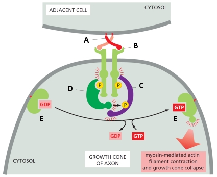 In the following schematic diagram showing the initial signaling steps in growth cone collapse in motor neurons, indicate which protein (A to E) corresponds to the following. Your answer would be a four-letter string composed of letters A to E only, e.g. CBAE. ( ) Ephrin ( ) Ephexin ( ) RhoA GTPase ( ) Cytoplasmic tyrosine kinase