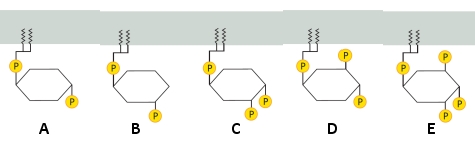 Which of the following phosphoinositides is the preferred binding target for a PH-domain-containing protein?