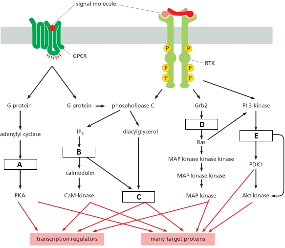 In the following diagram showing five parallel signaling pathways downstream of a receptor tyrosine kinase (RTK) and a G-protein-coupled receptor (GPCR), indicate which boxes (A to E) correspond to the following proteins. Your answer would be a five-letter string composed of letters A to E only, e.g. CDBAE. ( ) Cyclic AMP ( ) Protein kinase C ( ) Sos ( ) PI(3,4,5)P<sub>3</sub> ( ) Ca<sup>2+</sup>