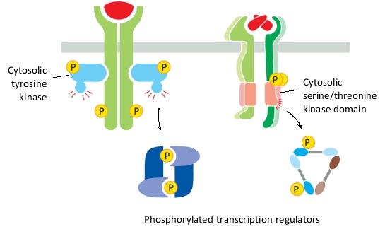 <strong>What two cell-surface receptors are represented in the two simplified diagrams below (from left to right)? </strong> A) TGFβ receptor and TNF receptor. B) Cytokine receptor and TNF receptor. C) TNF receptor and TGFβ receptor. D) TGFβ receptor and cytokine receptor. E) Cytokine receptor and TGFβ receptor.