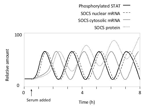 <strong>Activated STATs can induce the expression of SOCS proteins, which in turn inhibit the JAK-dependent phosphorylation of the STATs. Under sustained serum stimulation of mouse fibroblast cells, a number of oscillations can be observed as a consequence of this delayed negative feedback loop, as shown in the following simplified graph. According to this graph, approximately how long is the delay in the feedback response, and what process is mainly responsible for it? </strong> A) 1 hour; transcription B) 2 hours; transcription C) 1 hour; mRNA export D) 1 hour; mRNA translation E) 2 hours; mRNA translation