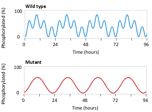 The phosphorylation state of a human protein follows the oscillatory pattern shown in the first graph below. The protein is phosphorylated by two kinases (1 and 2), both of which are activated in an oscillatory pattern. Kinase 1 oscillates in congruence with the circadian rhythm, while kinase 2 oscillates at a higher frequency and is independent of the circadian clock. The second graph shows the phosphorylation state of the same protein in mutant cells lacking one of the kinases mentioned above. Which kinase (1 or 2) do you think is missing in these mutant cells? Write down 1 or 2 as your answer.