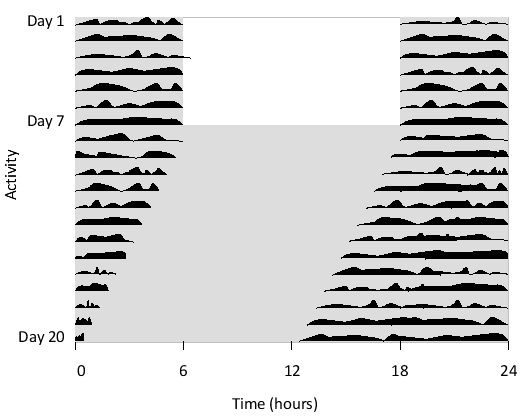 You have studied the circadian clock in a certain mouse strain by monitoring the physical activity (e.g. wheel-running) of a few mice over an extended period of time. For the first week, you kept the mice under normal 12 hr light /12 hr dark cycles; they were then transferred to constant darkness. You have plotted the average activity of the mice in the following graph. The light and dark conditions are represented with white and gray backgrounds, respectively. The activity in each day is plotted in black in one row of the graph, and consecutive days are arranged from the top to the bottom. The horizontal axis represents the time of the day. Based on these results, what is the most accurate estimate for the free-running period of the circadian clock in this mouse strain?