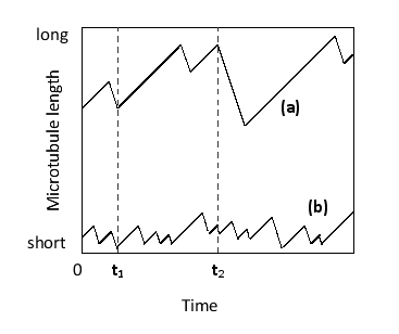 <strong>In the following graph that shows changes in the lengths of two microtubules over time, which time point corresponds to a catastrophe for both microtubules? Which trace corresponds to a microtubule with greater dynamic instability? </strong> A) t₁; trace (a) B) t₁; trace (b) C) t₂; trace (a) D) t₂; trace (b)