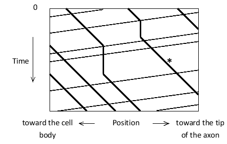 <strong>Using time-lapse fluorescence microscopy, you have recorded the transport of fluorescently labeled mitochondria in a region of an axon in a fruit-fly larva; you have plotted the results in the following graph, in which the vertical axis is time (from the top to the bottom), the horizontal axis is the position along the axon, and each trace represents one mitochondrion. Is the retrograde transport or the anterograde transport of mitochondria faster in these axons? Does the trace indicated by an asterisk correspond to a mitochondrion that was transported by a dynein or a kinesin? </strong> A) Anterograde; kinesin B) Anterograde; dynein C) Retrograde; kinesin D) Retrograde; dynein