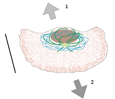 <strong>In the following schematic drawing, in which direction (1 or 2) is the keratocyte migrating? What is the approximate length of the cell indicated by the bar on the left? </strong> A) Direction 1; about 20 µm B) Direction 1; about 2 µm C) Direction 2; about 20 µm D) Direction 2; about 2 µm E) Either direction; about 2 µm