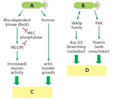 Considering the diagram below, which summarizes two signaling pathways initiated by activated GTPases of the Rho family, what letter (A to D) corresponds to each of the following? Your answer would be a four-letter string composed of letters A to D only, e.g. ABCD. ( ) Rac-GTP ( ) Rho-GTP ( ) Lamellipodia formation ( ) Stress-fiber formation