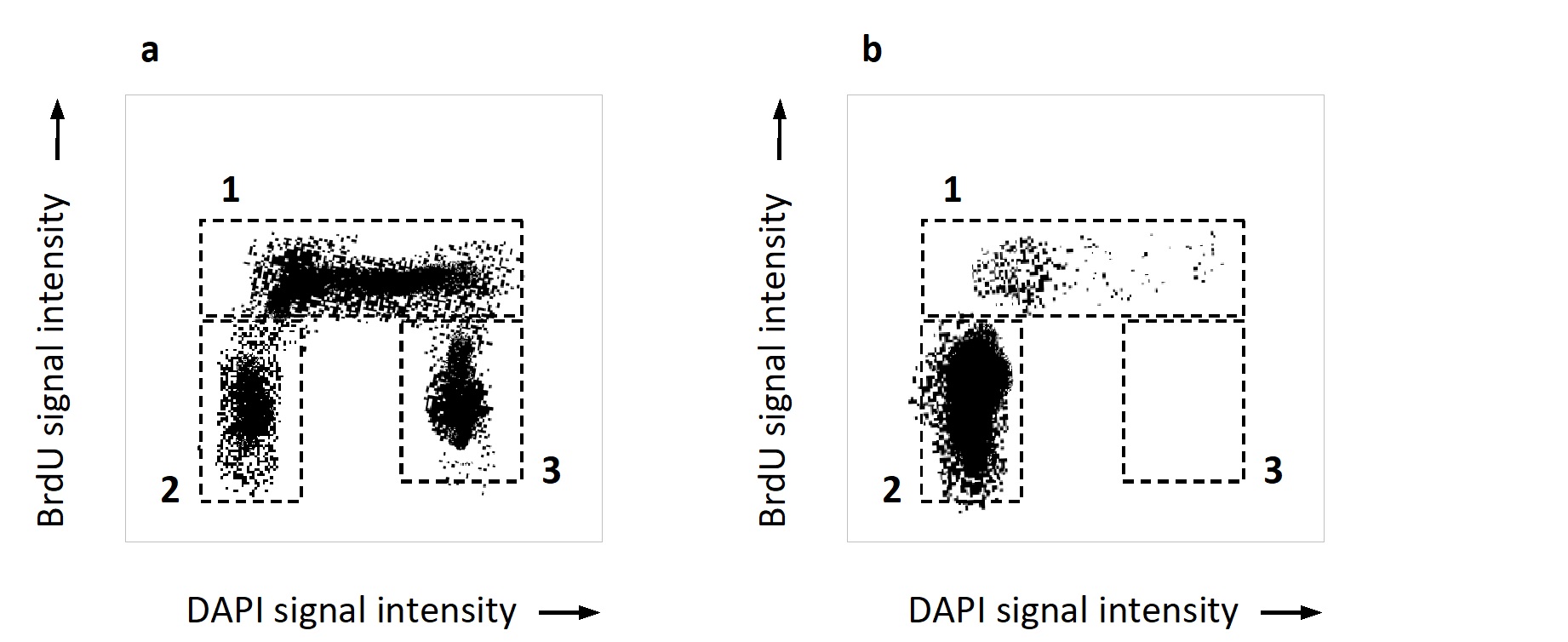 You have been studying the effect of loss-of-function mutations in the Cdk inhibitor protein (CKI) p21. You add the drug fucoxanthin to cell cultures harboring either wild-type or mutant versions of the p21 gene. Fucoxanthin is known to induce cell-cycle arrest in G1. After a day, you add the thymidine analog BrdU to the culture media, collect the cells after an hour, treat them with anti-BrdU antibody and the fluorescent DNA stain DAPI, and finally subject them to fluorescence-activated cell sorting (FACS). The FACS data can be viewed as a two-dimensional dot plot composed of thousands of dots, in which each cell is represented by one dot at coordinates that correspond to the intensities of the DAPI fluorescence signal (X axis) and BrdU fluorescence signal (Y axis) for that cell. Answer the following question(s) according to the simplified dot plot below, generated from your experiment. -Which one of the FACS plots (a or b) would you expect to correspond to the loss-of-function p21 mutants? Write down a or b as your answer.