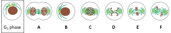 Sort the following schematic diagrams (A to F) to reflect the order of events in a typical eukaryotic M phase. An interphase cell in G<sub>2</sub>phase is drawn on the left for comparison. Your answer would be a six-letter string composed of letters A to F only, e.g. BCEADF.