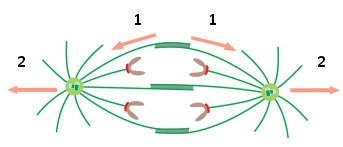 <strong>The microtubule-binding protein Patronin binds to the minus ends of microtubules at the spindle pole and protects them from the effect of catastrophe factors. If Patronin activity is inhibited by injecting an anti-Patronin antibody into Drosophila melanogaster embryos prior to cellularization, anaphase B is suppressed and the spindles are significantly shorter. Which of the forces (1 or 2) in the following schematic diagram do you think is mostly responsible for anaphase B in this organism at this stage? Does the effect of Patronin inhibition resemble that of kinesin-5 inhibition (I) or overactivation (O)? </strong> A) 1; I B) 1; O C) 2; I D) 2; O