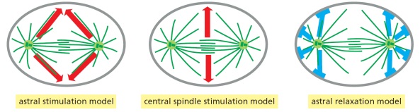 Three models for contractile-ring positioning in animal cells are presented in the schematic diagrams below. Answer the following question(s) according to these models. -In experiments on the flattened eggs of the sea urchin Tripneustes gratilla, cytokinesis was analyzed after placing a small physical barrier (e.g. a glass needle or an oil droplet) between the spindle and various areas of the cell cortex. Blocks that were located over the equatorial plane prevented furrow formation in the proximal membrane, whereas blocks located in other areas did not affect furrowing. Which model (1 to 3) is NOT supported by these results? Write down 1, 2, or 3 as your answer.