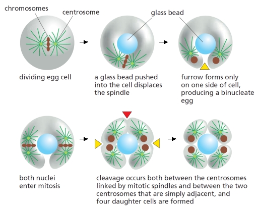 Three models for contractile-ring positioning in animal cells are presented in the schematic diagrams below. Answer the following question(s) according to these models. -In classic experiments carried out in the 1960s and schematized below, an egg of the sand dollar Echinarachnius parma was made into a torus shape using a glass bead on the end of a needle, to study the influence of microtubules on cleavage-furrow positioning. The cells were allowed to undergo two rounds of mitosis. After the second mitosis, an extra furrow (indicated by a red arrowhead) was observed between the two asters that did not have a spindle between them. Which of the models (1 to 3) is more consistent with this observation? Write down 1, 2, or 3 as your answer.