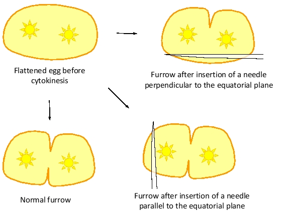 Three models for contractile-ring positioning in animal cells are presented in the schematic diagrams below. Answer the following question(s) according to these models. -In experiments on the flattened eggs of the sea urchin Tripneustes gratilla, cytokinesis was analyzed after placing a small physical barrier (e.g. a glass needle or an oil droplet) between the spindle and various areas of the cell cortex. Blocks that were located over the equatorial plane prevented furrow formation in the proximal membrane, whereas blocks located in other areas did not affect furrowing. Which model (1 to 3) is NOT supported by these results? Write down 1, 2, or 3 as your answer.