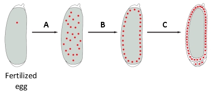 In the following schematic diagram of an early Drosophila embryo, which step (A to C) corresponds to cellularization? Write down A, B, or C as your answer.