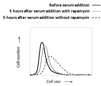 <strong>You have synchronized a culture of HeLa cells so that the cells are all at the same stage in the cell cycle. You then treat the cells with serum containing nutrients and growth factors in the presence or absence of the drug rapamycin. The distribution of cell sizes in the two cell populations is shown below. Based on these results, do you think rapamycin is an activator or inhibitor of the TOR complex? Is the S6 kinase expected to be up-regulated or down-regulated in the presence of rapamycin? </strong> A) Activator; up-regulated B) Activator; down-regulated C) Inhibitor; up-regulated D) Inhibitor; down-regulated Answers