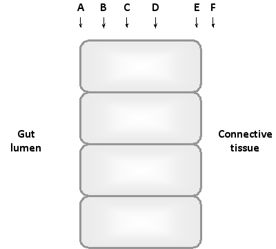 In the following schematic diagram of a simple columnar epithelium lining the digestive tract, indicate which position (A to F) along the basal-apical axis better corresponds to each of the following features. Your answer would be a six-letter string composed of letters A to F only, e.g. FEDABC. ( ) Basal lamina ( ) Cell apex ( ) Adherens junctions ( ) Gap junctions ( ) Hemidesmosomes ( ) Tight junctions
