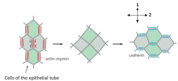 Consider a sheet of epithelial tissue that invaginates to form a tube along the anterior-posterior axis of a developing vertebrate embryo. The tube is then closed concomitant with a convergence and extension process similar to that observed in germ-band extension in Drosophila melanogaster. During this process, the tube elongates and narrows before pinching off from the sheet. Which axis (1 or 2) in the following schematic drawing of the tube cells do you think corresponds to the anterior-posterior axis? Write down 1 or 2 as your answer.    