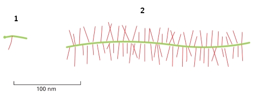 <strong>In the following schematic drawings of aggrecan and decorin, which one (1 or 2) corresponds to aggrecan? Which one (1 or 2) is synthesized primarily by chondrocytes in cartilage? </strong> A) 1; 1 B) 1; 2 C) 2; 1 D) 2; 2