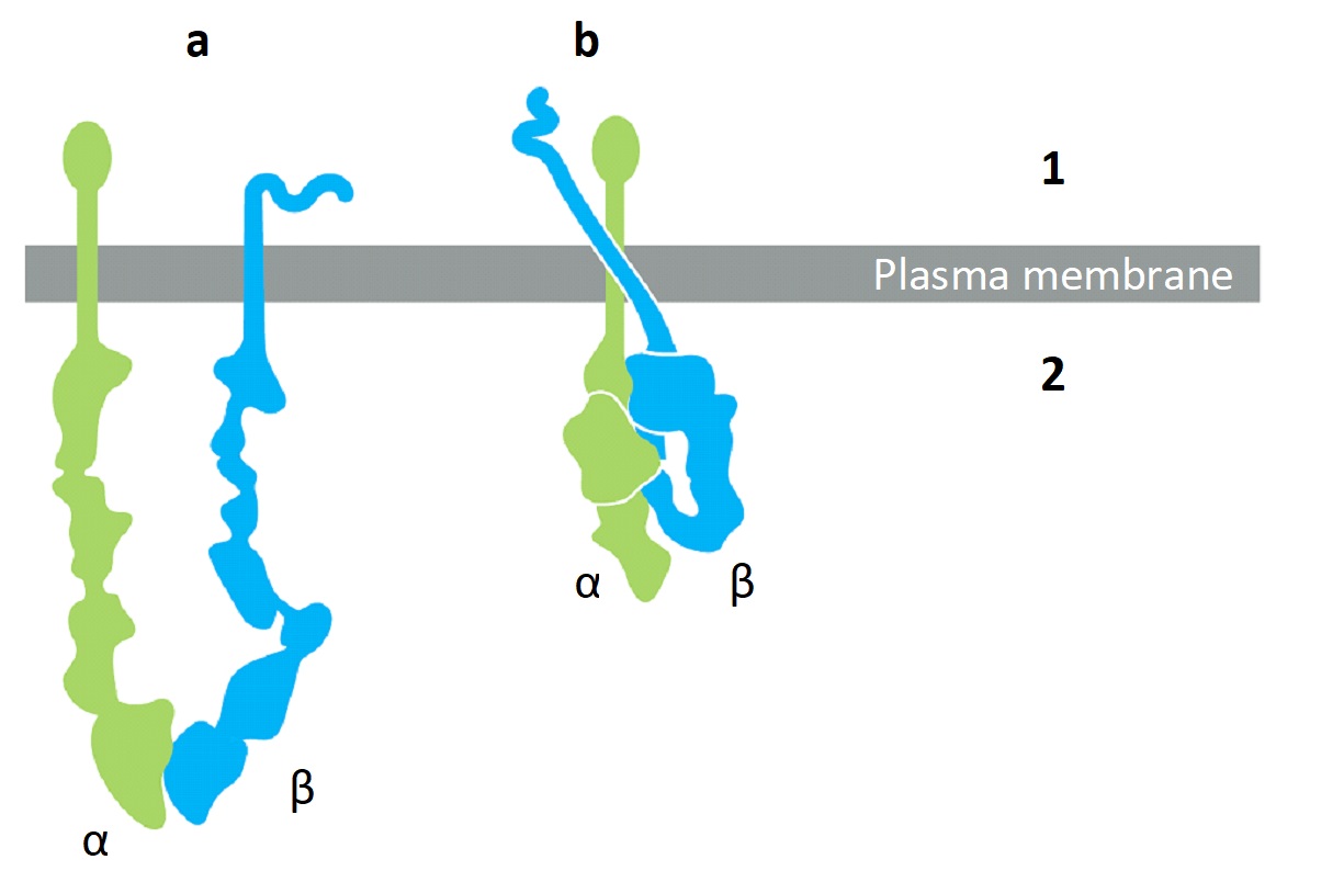 <strong>The following schematic drawing shows two integrin molecules. Which molecule (a or b) is depicted in its active configuration? Which side of the plasma membrane (1 or 2) represents the cytosol? </strong> A) a; 1 B) a; 2 C) b; 1 D) b; 2