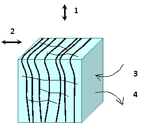 In the following schematic diagram of a cubic plant cell that has just left the meristem zone, the cellulose microfibrils are shown as black lines. In which direction (1 or 2) do you think the cell will elongate when the cell grows? If the cell wall is momentarily dissolved, in what direction (3 or 4) would water tend to flow?  