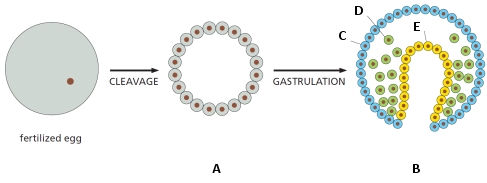 The simplified drawing below depicts early stages of animal development. Indicate which letter (A to E) in the drawing corresponds to each of the following terms. Your answer would be a five-letter string composed of letters A to E only, e.g. ECDBA. ( ) Blastula ( ) Ectoderm ( ) Endoderm ( ) Mesoderm ( ) Gastrula
