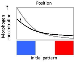 Imagine a morphogen gradient established from left to right in a field of cells in a developing tissue, as shown in the following schematic diagram. Below a first threshold of morphogen concentration, cells do not respond to the morphogen and express gene red by default. Cells exposed to morphogen concentrations above this threshold respond by expressing gene white instead, while those exposed to even higher concentrations, above a second threshold, express gene blue. As shown, the initial pattern resembles a French flag with equally wide blue, white, and red expression domains. With no other change, if the diffusion rate of the morphogen is increased (by a modification that decreases its affinity for heparan sulfate proteoglycans, for example), the gradient profile changes from the gray curve to the black curve, as indicated. Under this new condition, indicate whether each of the following would be expected to increase (I), decrease (D), or remain unchanged (U) in its range. Your answer would be a three-letter string composed of letters I, D, and U only, e.g. UUI. ( ) Blue expression domain ( ) White expression domain ( ) Red expression domain