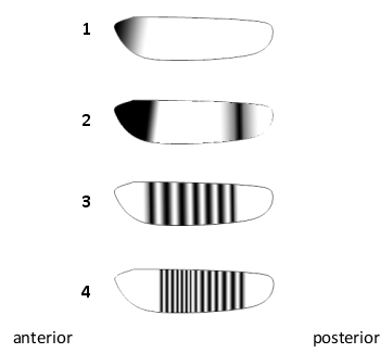 In a developing Drosophila melanogaster embryo, a hierarchy of gene regulatory interactions subdivides the embryo to regulate progressively finer details of patterning. For each of the following proteins, indicate which expression pattern (1 to 4) in the schematic drawing below is more appropriate. Your answer would be a four-digit number composed of digits 1 to 4 only, with each digit used once, e.g. 3412. ( ) Hunchback (product of a gap gene) ( ) Engrailed (product of a segment-polarity gene) ( ) Bicoid (product of an egg-polarity gene) ( ) Even-skipped (product of a pair-rule gene)