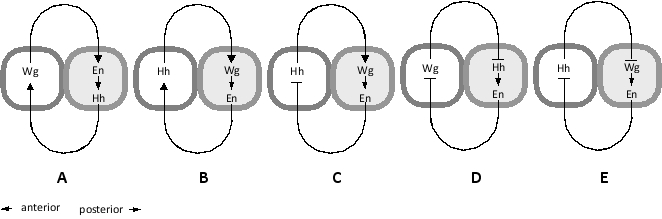 Which of the following schematic drawings better depicts the regulatory network that maintains Engrailed (en), Hedgehog (hh), and Wingless (wg) expression following cellularization in a developing Drosophila embryo?   