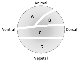 In the following fate map for the Xenopus blastula, indicate which zone in the map (A to D) better corresponds to each of the following fates. Your answer would be a four-letter string composed of letters A to D only, e.g. DCAB. ( ) Lung ( ) Blood ( ) Brain ( ) Skin