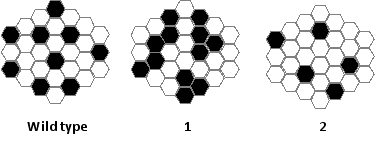 The result of Notch-mediated competitive lateral inhibition in a patch of wild-type cells is depicted on the left in the following schematic drawing, in which the black cells have become specialized. Consider a genetic mutation that interferes with intracellular Notch signaling in such a way that Notch can no longer regulate Delta effectively. Which drawing (1 or 2) better represents the outcome with cells bearing this mutation? Do the specialized cells (black hexagons) have active or inactive Notch at their surface?  