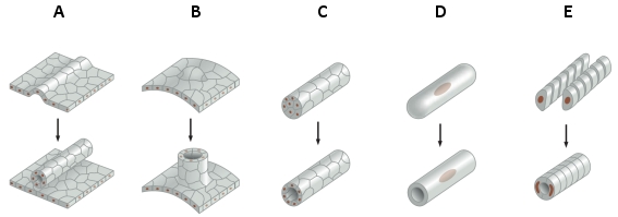 Which cell behavior depicted below is involved in the tube formation that underlies the development of lungs and trachea?   
