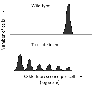 CFSE (carboxyfluorescein succinimidyl ester) is a cell-tracing molecule that, once inside a cell, is modified to yield a highly fluorescent molecule that is retained within the cell. Due to its stability, it can be used to trace cells and follow their divisions: each division dilutes the fluorescent dye twofold. You label T cells from a healthy mouse with CFSE and inject them into either a wild-type strain of mouse or a strain with T cell deficiency, both of which are immunologically compatible with the donor mouse. You later collect and analyze peripheral T cells from the recipient mice and draw the following histograms according to the fluorescent intensity per cell. Based on these results, do you think the total number of T cells in the mouse body is (1) controlled by intracellular programs (as in the thymus, for example) or is (2) regulated as a whole (as in the spleen)? Write down 1 or 2 as your answer.