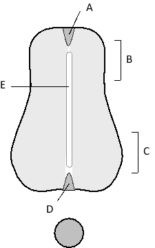 A cross section of a developing spinal cord in a vertebrate embryo is shown in the schematic drawing below. Indicate which feature in the drawing (labeled A to E) better matches each of the following descriptions. Your answer would be a four-letter string composed of letters A to E only, e.g. AAEB. ( ) It contains motor neurons. ( ) It is the floor plate. ( ) It secretes BMP and Wnt signals. ( ) It contains sensory neurons.