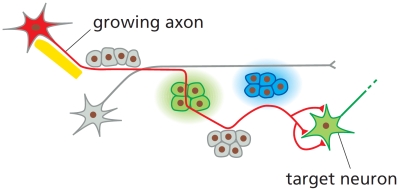 In the following schematic drawing, a growing axon (in red) is extended to a target neuron to form three synapses. In its journey, it is guided by a variety of mechanisms. Sort the following mechanisms to reflect the order in which they guide the navigation of the growth cone toward the target neuron in this example. Ignore the final chemoattraction step toward the target neuron itself. Your answer would be a six-letter string composed of letters A to F only, e.g. FACBDE.     (A)	Chemoattraction (B)	Chemorepulsion (C)	Cell surface adhesion (D)	Contact inhibition (E)	Extracellular matrix adhesion (F)	Guidance by pioneer neuron 