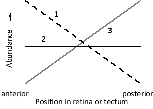 In the following graph, which line (1 to 3) better represents the changes in the level of EphA receptors on retinal axons along the anterior-posterior axis of the mouse retina? Which line better represents the changes in the abundance of EphrinA along the anterior-posterior axis of the mouse optical tectum? Write down your answer as a two-digit number, e.g. 22.