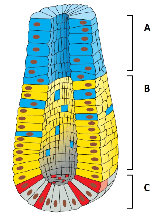 The schematic drawing below shows the cross section of a crypt in the gut epithelium of a mammal. Indicate whether each of the following descriptions better applies to the areas labeled A, B, or C. Your answer would be a four-letter string composed of letters A to C only, e.g. CCBB. ( ) The stem cells reside in this area. ( ) This area contains the most rapidly dividing cells. ( ) Cells in this area would show the least radioactivity following a pulse of tritiated thymidine. ( ) This area contains cells of the innate immune system.