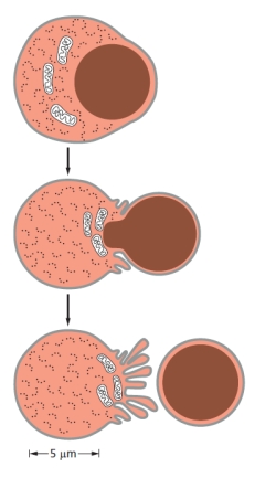 Which mammalian blood cell type undergoes the developmental event shown schematically in the following drawing as part of its maturation?