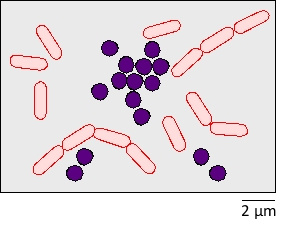 In Gram staining, crystal violet (a violet dye) is used to specifically stain Gram-positive bacteria. After performing Gram staining on a bacterial sample taken from an infected animal tissue, you observe the results with a microscope. You find two major types of bacteria in the sample, as shown in the schematic drawing below. According to these results, indicate whether each of the following statements is correct (C) or incorrect (I). Your answer would be a three-letter string composed of letters C and I only, e.g. CCC. ( ) The Gram-positive bacteria in this sample are bacilli. ( ) Crystal violet stains lipopolysaccharide (LPS). ( ) The bacteria stained violet in this sample have a thicker layer of peptidoglycan compared to the other bacteria.