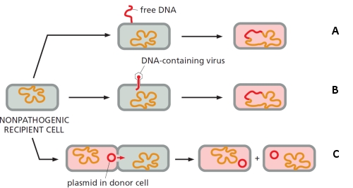 In the following simplified diagram, three mechanisms for the horizontal transfer of virulence genes to an avirulent bacterium are depicted. Indicate which mechanism (A to C) corresponds to conjugation, transduction, and transformation, respectively. Your answer would be a three-letter string composed of letters A to C only, e.g. CAB.