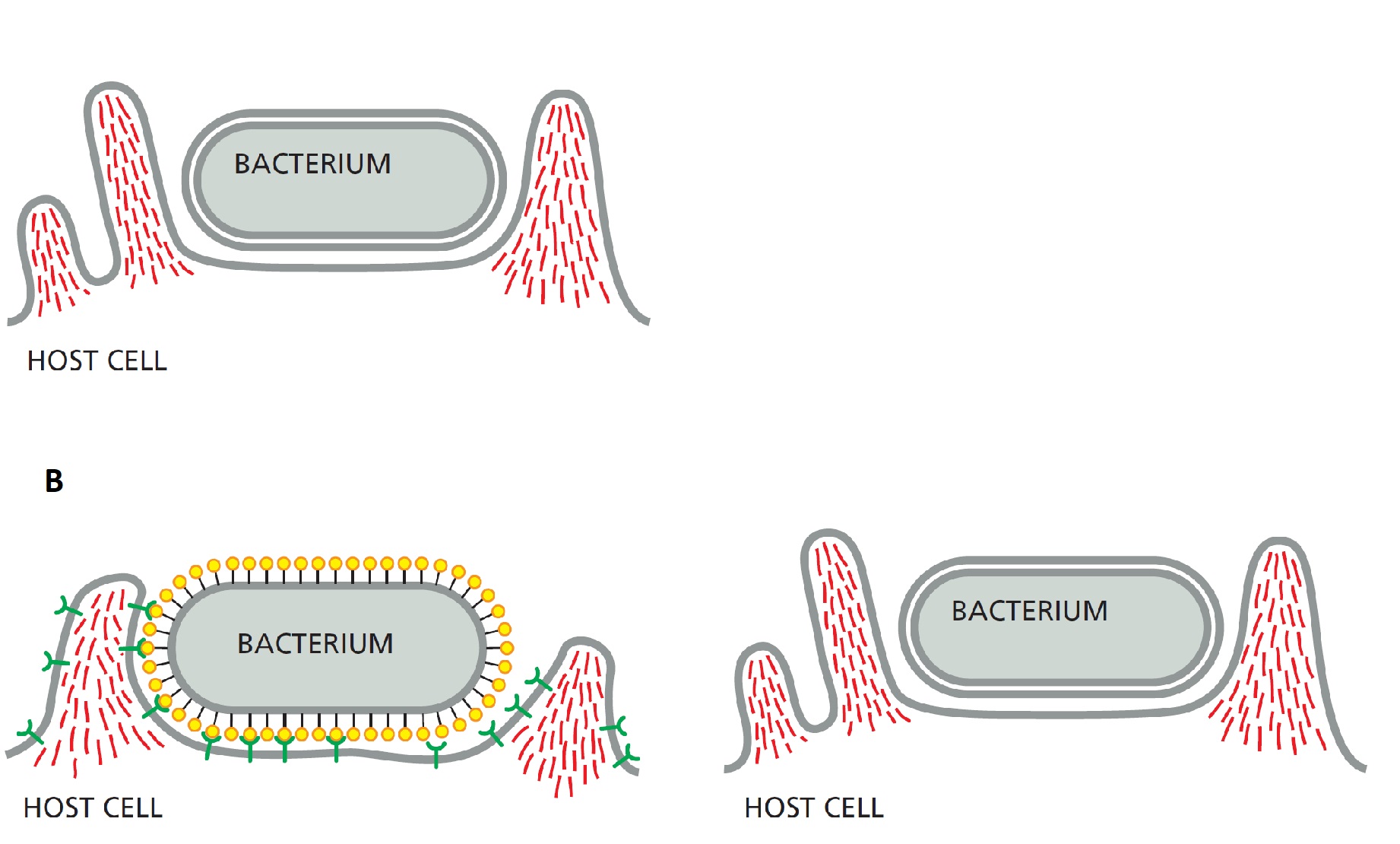 To enter the host cell, intracellular bacterial pathogens can induce phagocytosis in cells that are normally nonphagocytic. This is done by two major mechanisms depicted in the following schematic diagrams (A and B). Indicate whether each of the following descriptions better applies to mechanism A or B. Your answer would be a four-letter string composed of letters A and B only, e.g. ABAA. ( ) It is called the zipper mechanism. ( ) It depends on invasin proteins on the surface of the bacterium that bind to their receptors on the surface of the host cell. ( ) It depends on the injection of effector proteins into the host cell by a bacterial secretion system. ( ) It resembles the process of macropinocytosis.