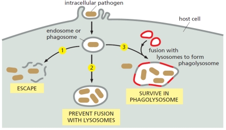 An intracellular pathogen uses one of three major strategies to survive and replicate once inside the host cell, as shown in the schematic drawing below. Indicate which strategy (1, 2, or 3) each of the following pathogens employs for this purpose. Your answer would be a three-digit number composed of digits 1 to 3 only, e.g. 332. ( ) Listeria monocytogenes ( ) Legionella pneumophila ( ) Shigella flexneri