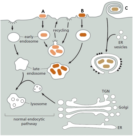 Modifications of membrane traffic in host cells by three bacterial pathogens are shown in the following schematic drawing. Indicate whether each of the following bacteria is represented by A, B, or C in the drawing. Your answer would be a three-letter string composed of letters A to C only, e.g. BCA. ( ) It is a common cause of food poisoning in humans. ( ) It causes the life-threatening lung infection tuberculosis. ( ) It is the cause of a type of pneumonia known as Legionnaire's disease.