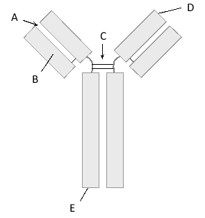 In the schematic drawing of an antibody molecule below, indicate which letter (A to E) corresponds to each of the following features. Your answer would be a five-letter string composed of letters A to E only, e.g. DAECB. ( ) N-terminus ( ) C-terminus ( ) Light chain ( ) Antigen-binding site ( ) Disulfide bond