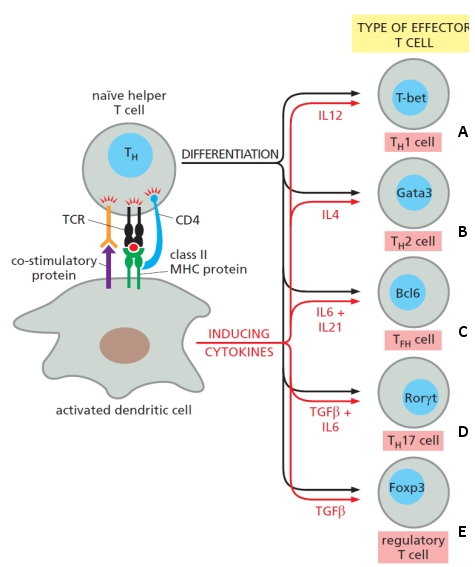 The schematic drawing below summarizes the differentiation of naïve helper T cells (TH cells) into various effector T cells, which occurs in a peripheral lymphoid organ. Indicate which effector cell (A to E) in the drawing is better described by each of the following descriptions. Your answer would be a four-letter string composed of letters A to E only, e.g. DEAE. ( ) It can also develop from thymocytes in the thymus, as well as from naïve TH cells. ( ) It suppresses the development, activation, or function of most other immune cells. ( ) It produces IFN? and activates macrophages. ( ) They reside in lymphoid follicles close to developing B cells.