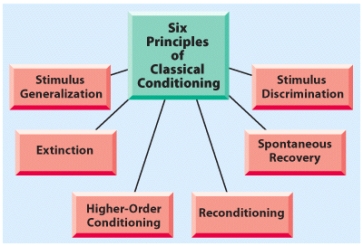 <strong>Which of the following is an example of stimulus discrimination in classical conditioning? </strong> A) Hank thinks all elderly drivers are slow and leave their blinkers on. B) Sung-lee believes that everyone should wear their seat belts because she was hurt in an accident when she wasn't wearing one. C) After an accident with a red car last month, Giorgio gets nervous when he sees a red car, but not when he sees a red truck or van. D) Phoung is an aggressive driver, but stops for red lights because she got a ticket for running one several months ago.