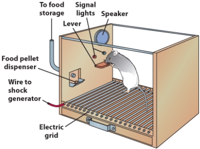 <strong>A Skinner box is the name for the _____. </strong> A) laboratory used by B. F. Skinner B) classical conditioning container used by Pavlov. C) apparatus used to study classical conditioning D) apparatus used to study the effects of reinforcement on animal behavior