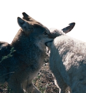 <strong>An example of _________ would be if you taught coyotes to avoid sheep by pairing a nausea-inducing drug with freshly killed sheep eaten by the coyotes. </strong> A) applied research B) operant conditioning C) positive punishment D) negative punishment