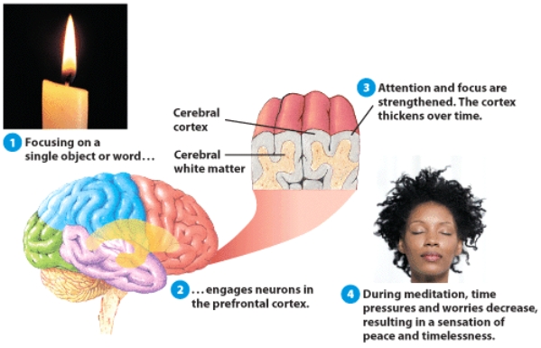 <strong>Which of the following physiological processes can be changed during meditation?  </strong> A) socioemotional activity B) heart rate and blood pressure C) brain waves D) b and c <div style=padding-top: 35px> 